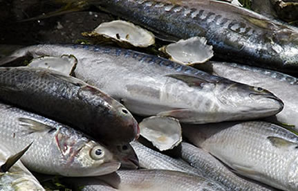 冻鱼进口流程和手续？