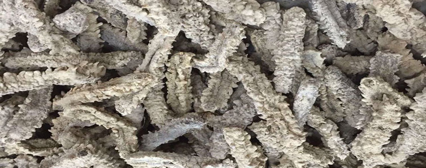 从加拿猛进口海参若何清关？必要哪些资质？