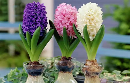 花草归类知几多