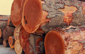 木材进口报关若何申报？木材进口清关当苦衷项？