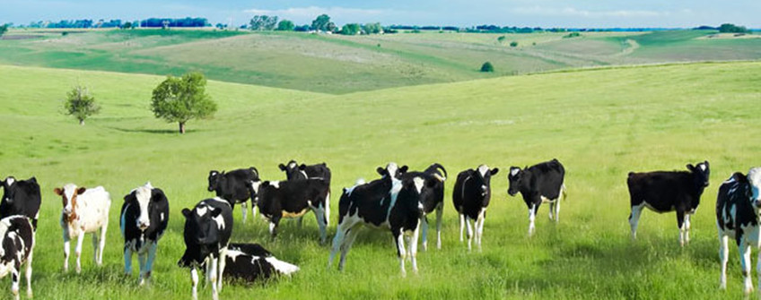 乳制品进口清关：乳制品进口所需前提及根基流程